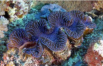 Clam on a coral reef in Fiji